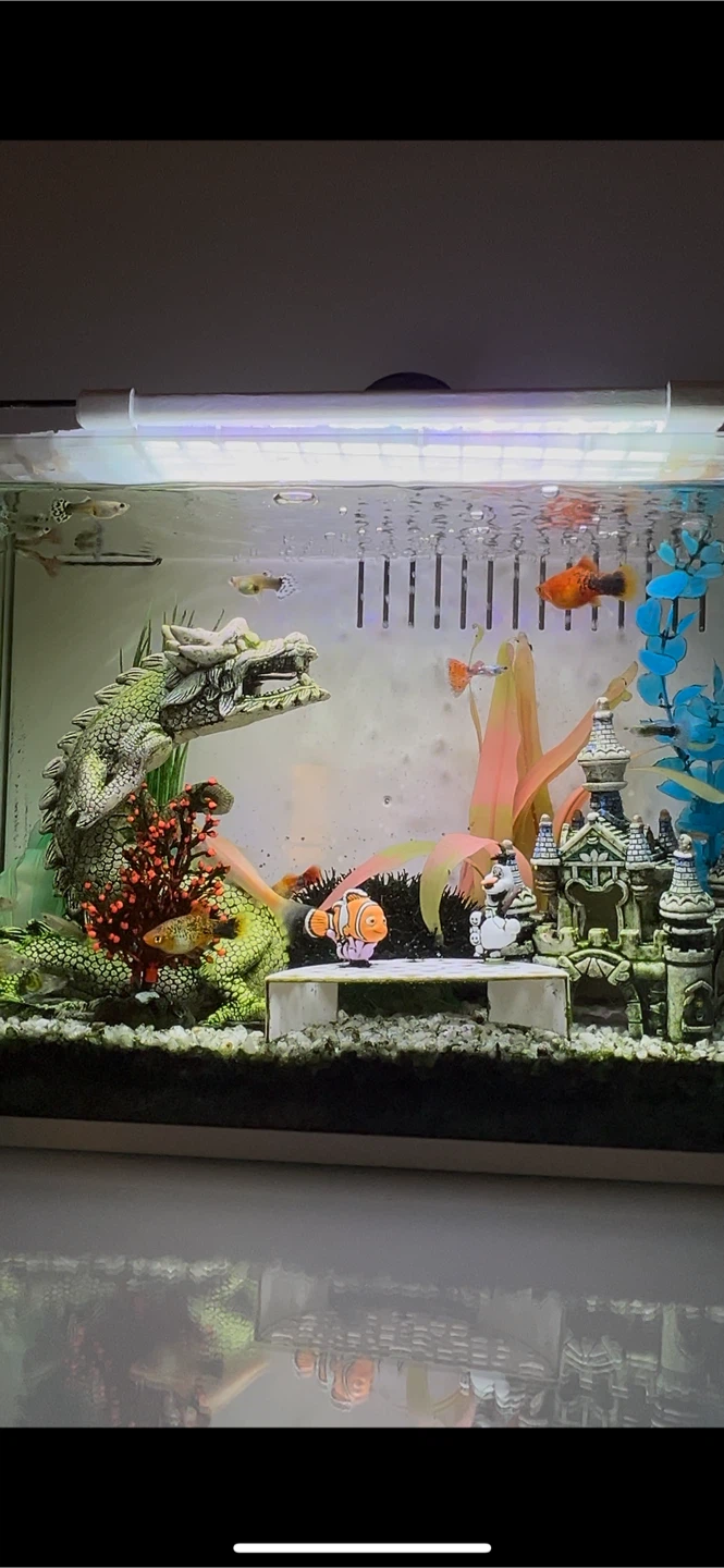 10 Guppies and 3 mollys - photo 3