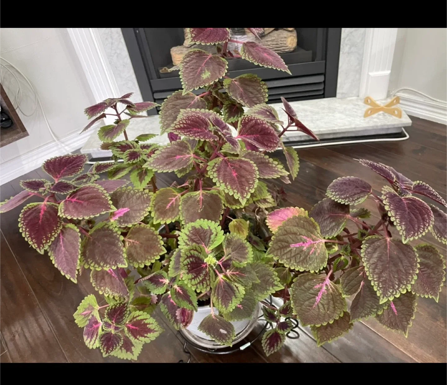 Coleus Plant image indicator(2)