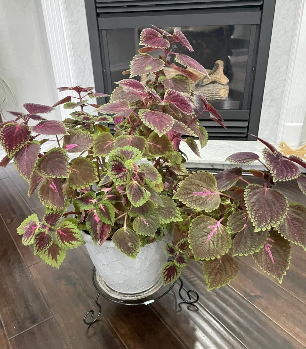 Coleus Plant