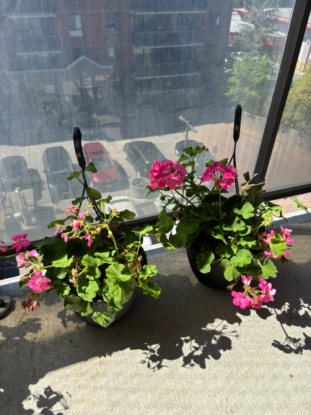 Free plants - photo 3