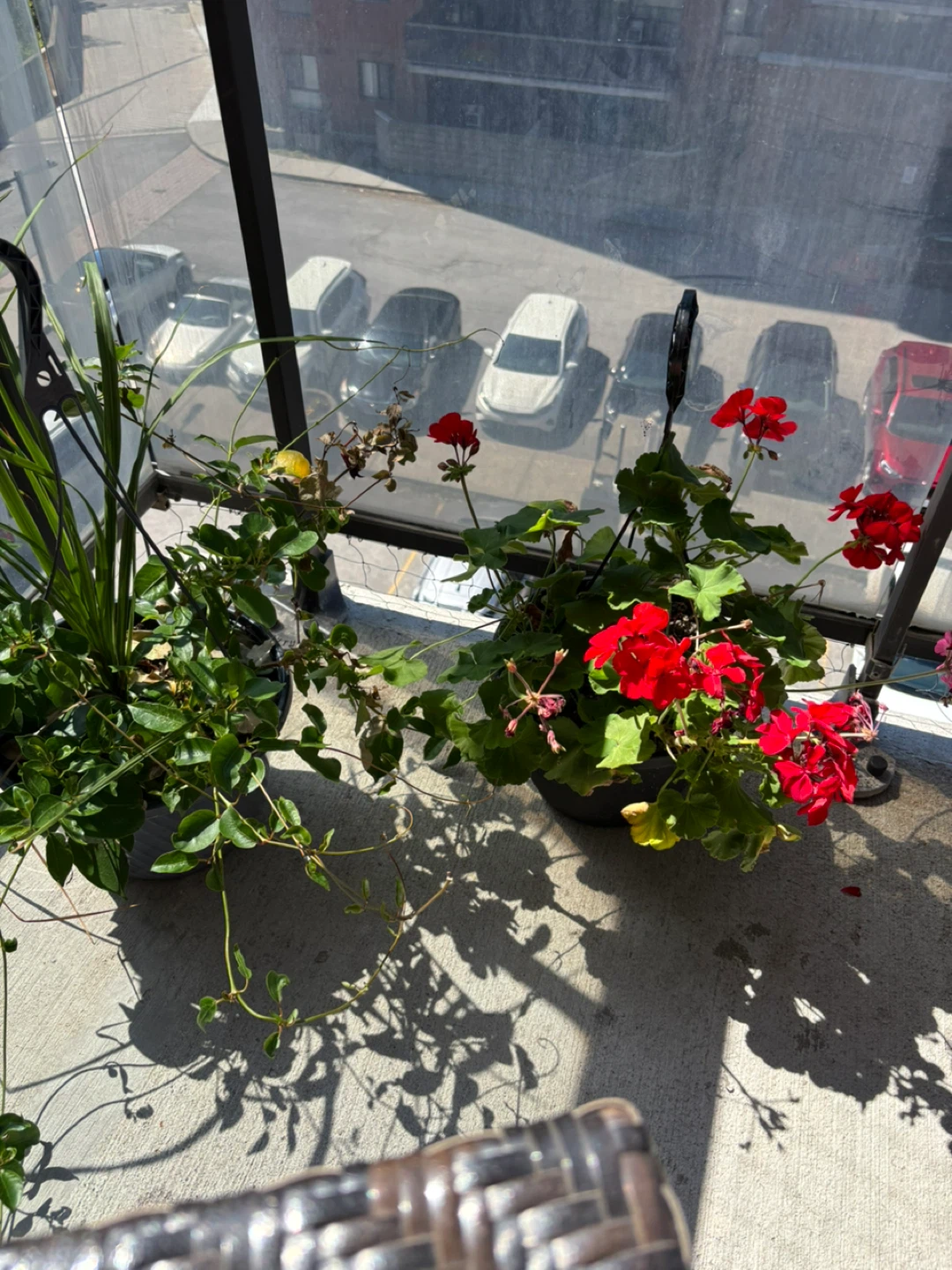 Free plants