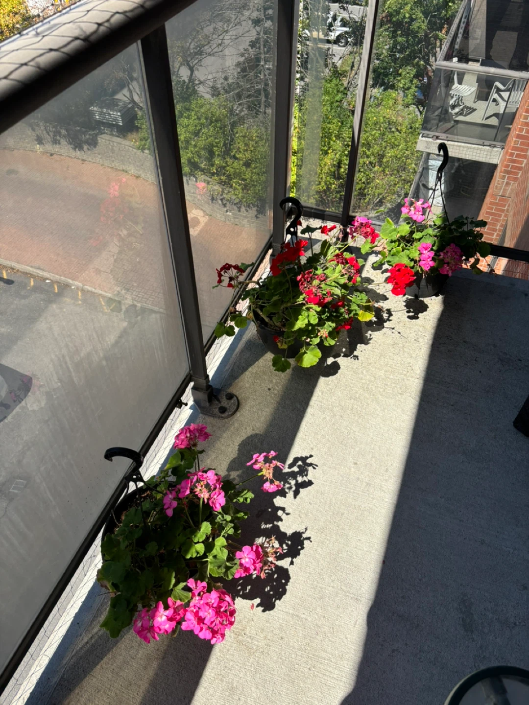 Free plants - photo 2