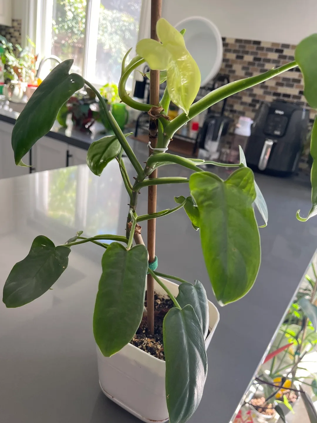 Potted Plant - Philodendron Horsehead image indicator(2)