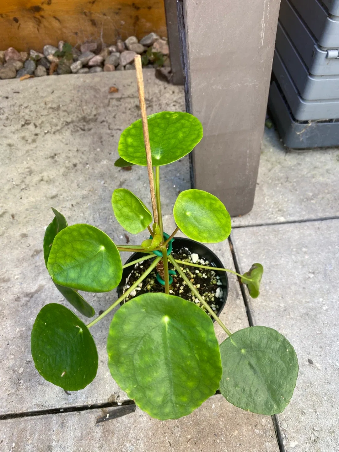 Pilea Chinese Money Plant thumbnail