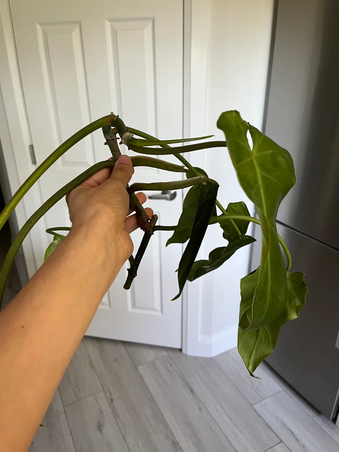 Big Philodendron Plant cutting image indicator(2)