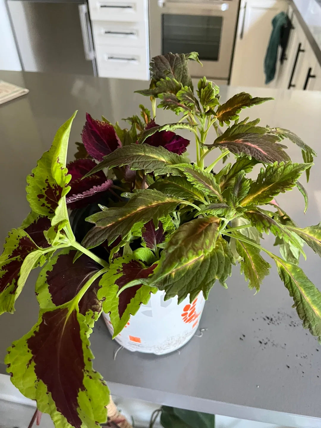Coleus Plant - three kinds in one pot image indicator(2)