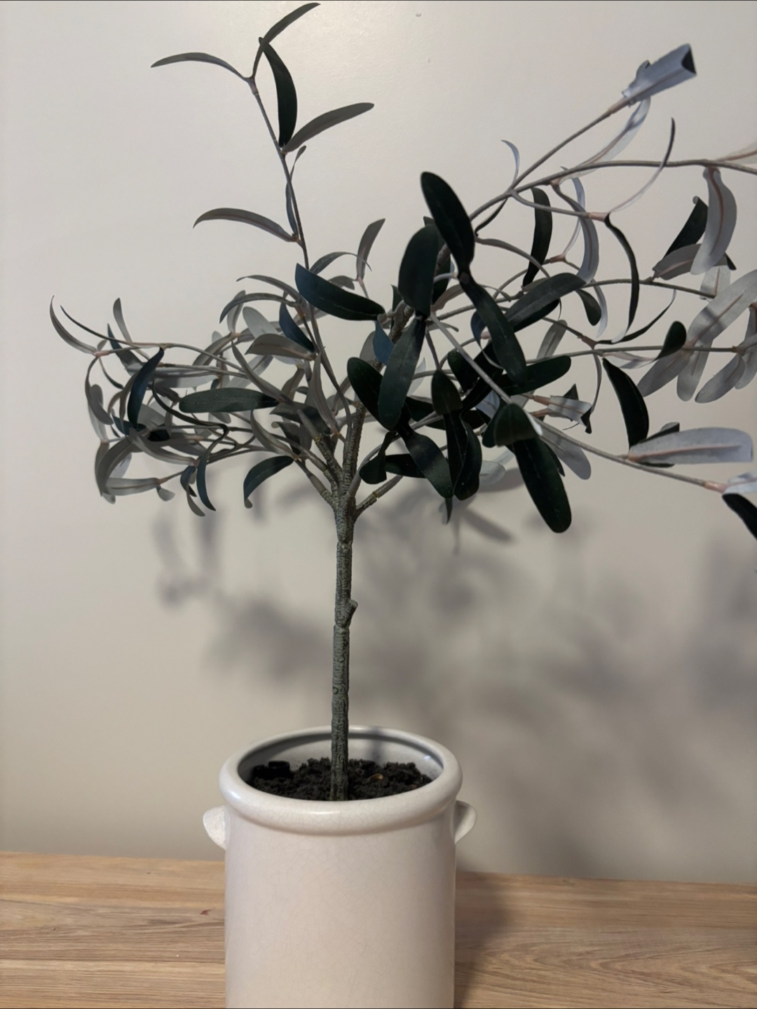 Olive Tree in White Pot (fake)