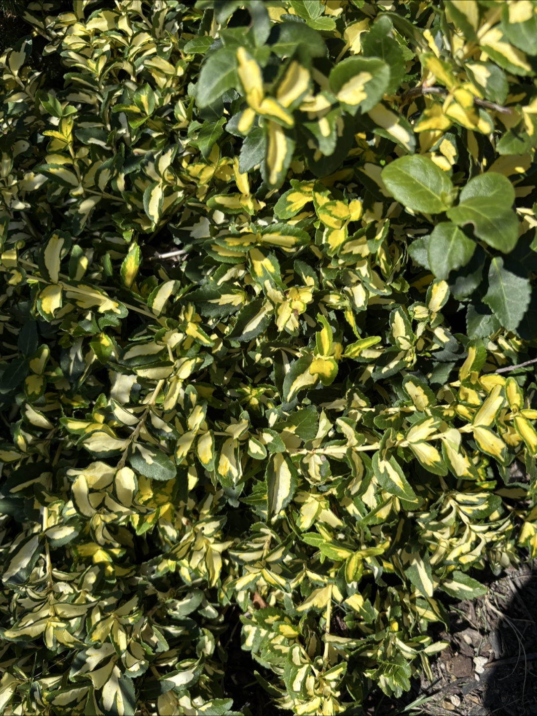 Plants - photo 2