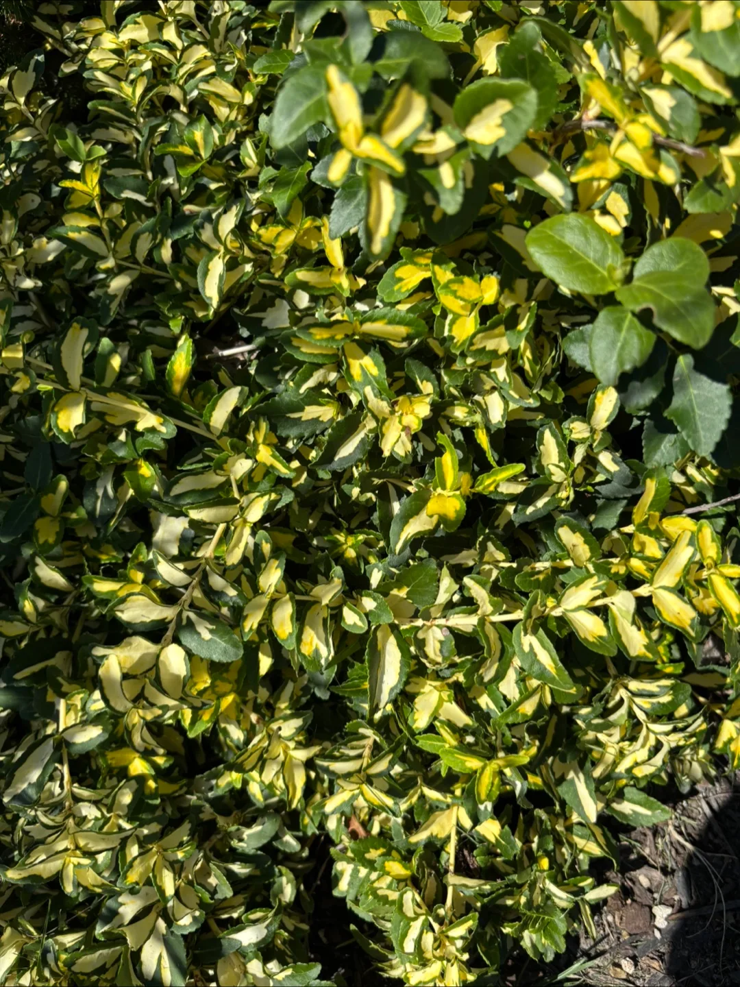 Plants image indicator(2)