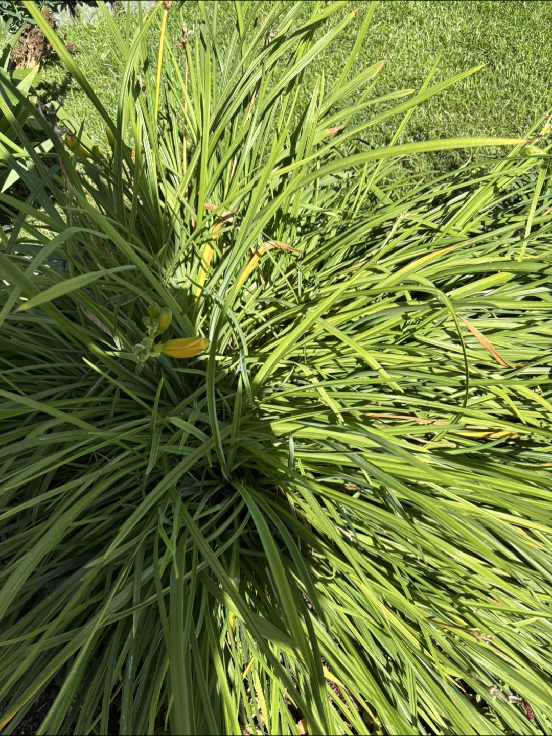 Plants - photo 3