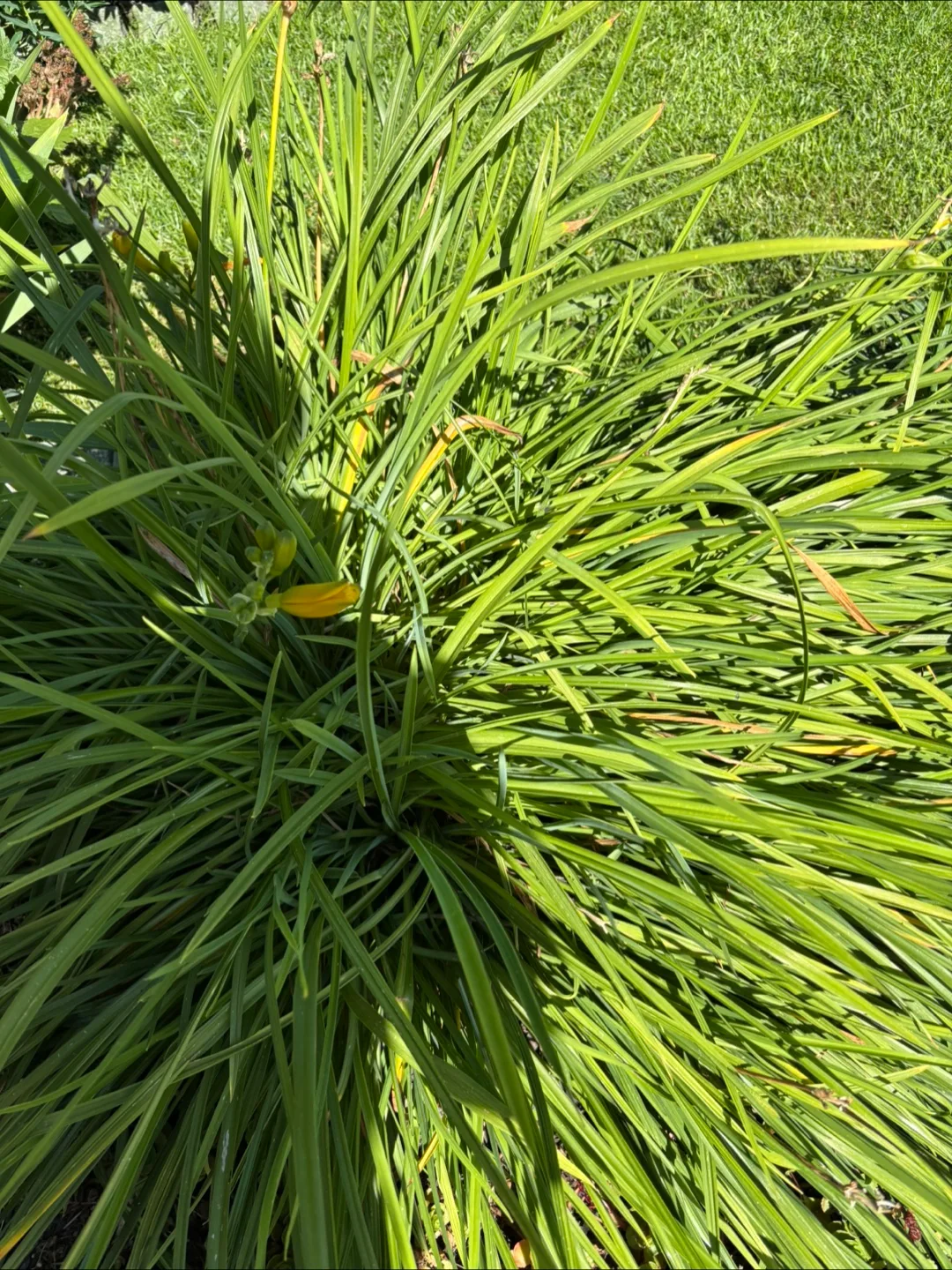 Plants image indicator(3)