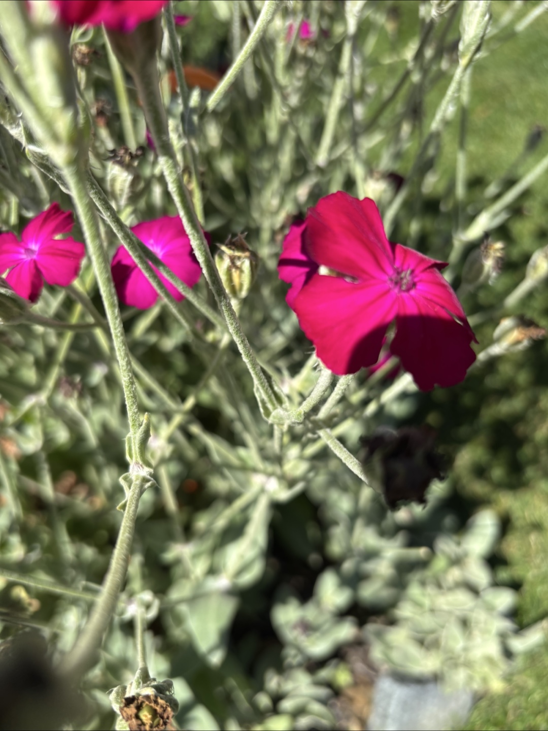 Plants