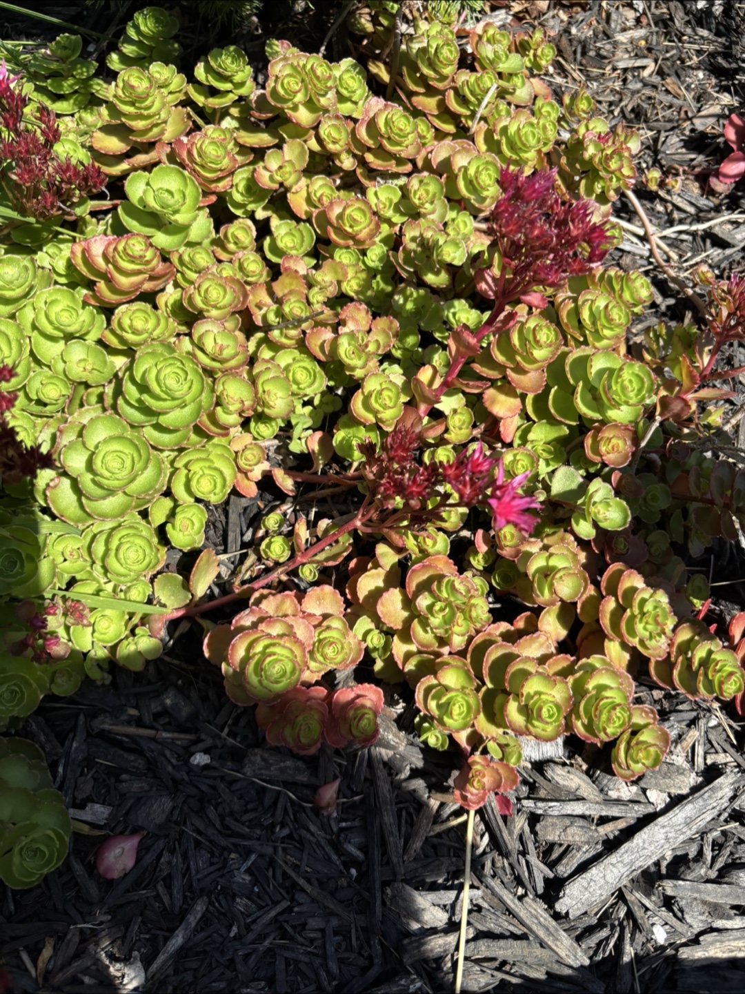 Plants - photo 4