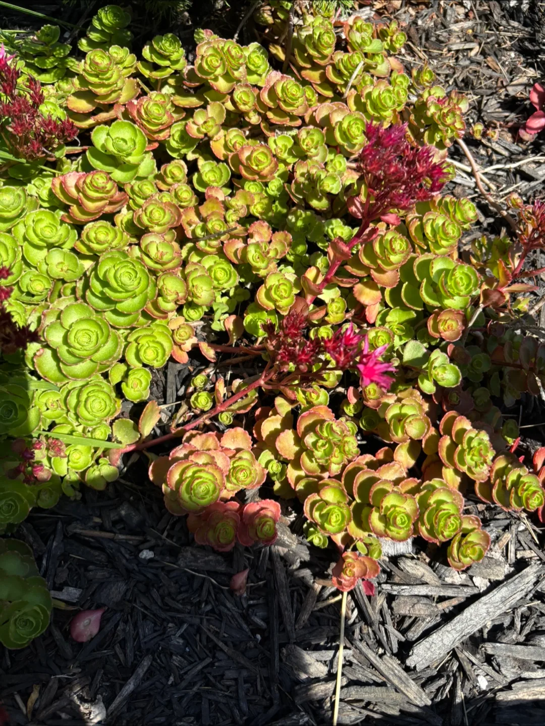 Plants image indicator(4)