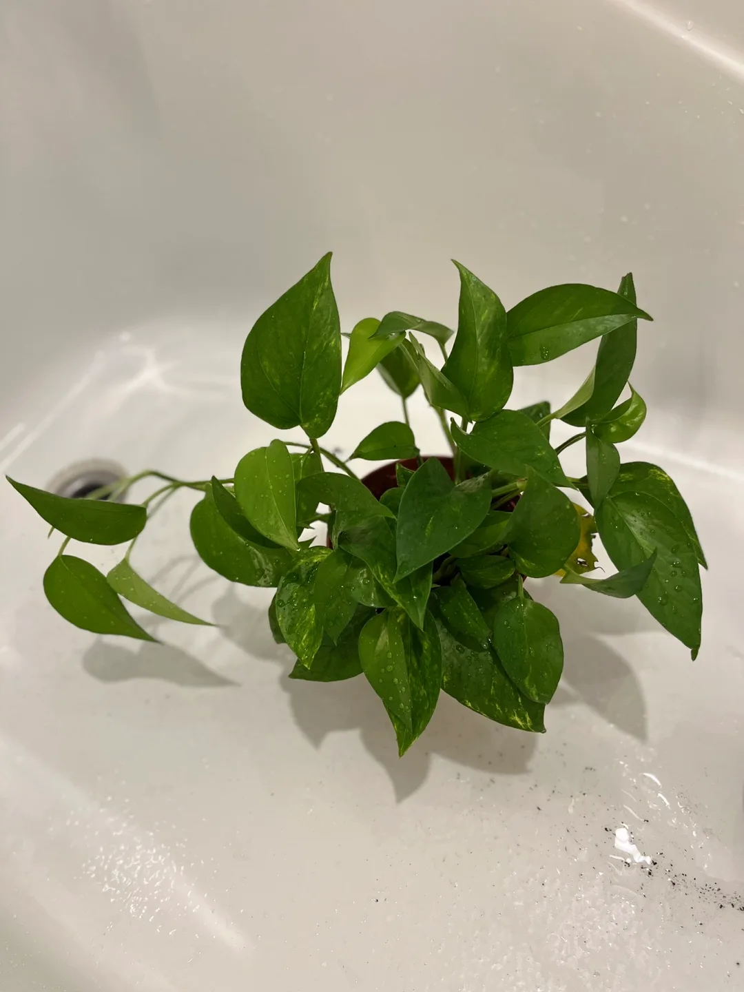 Potted Golden Pothos Plant
