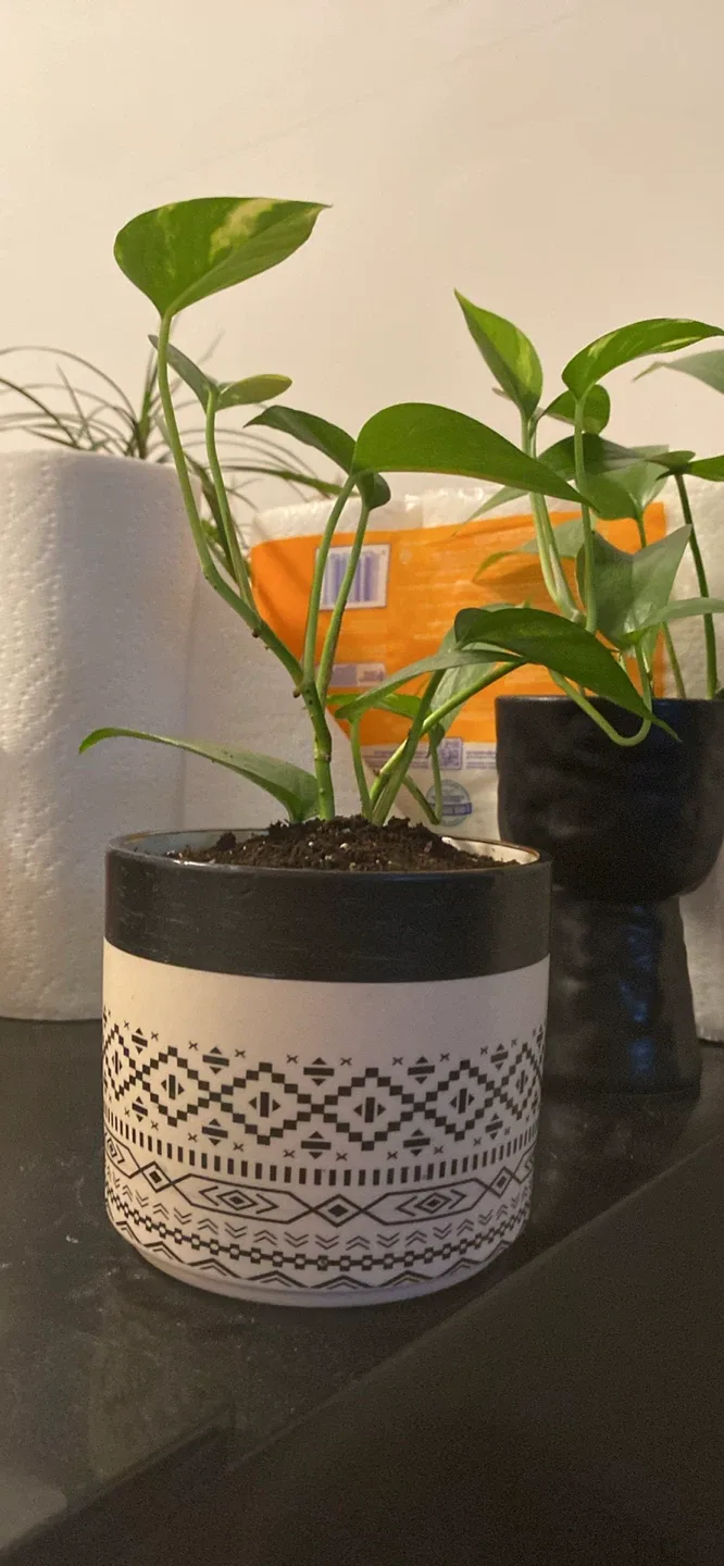 Potted Golden Pothos Plant thumbnail