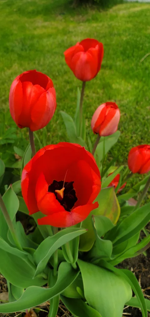 Tulip bulbs image indicator(2)
