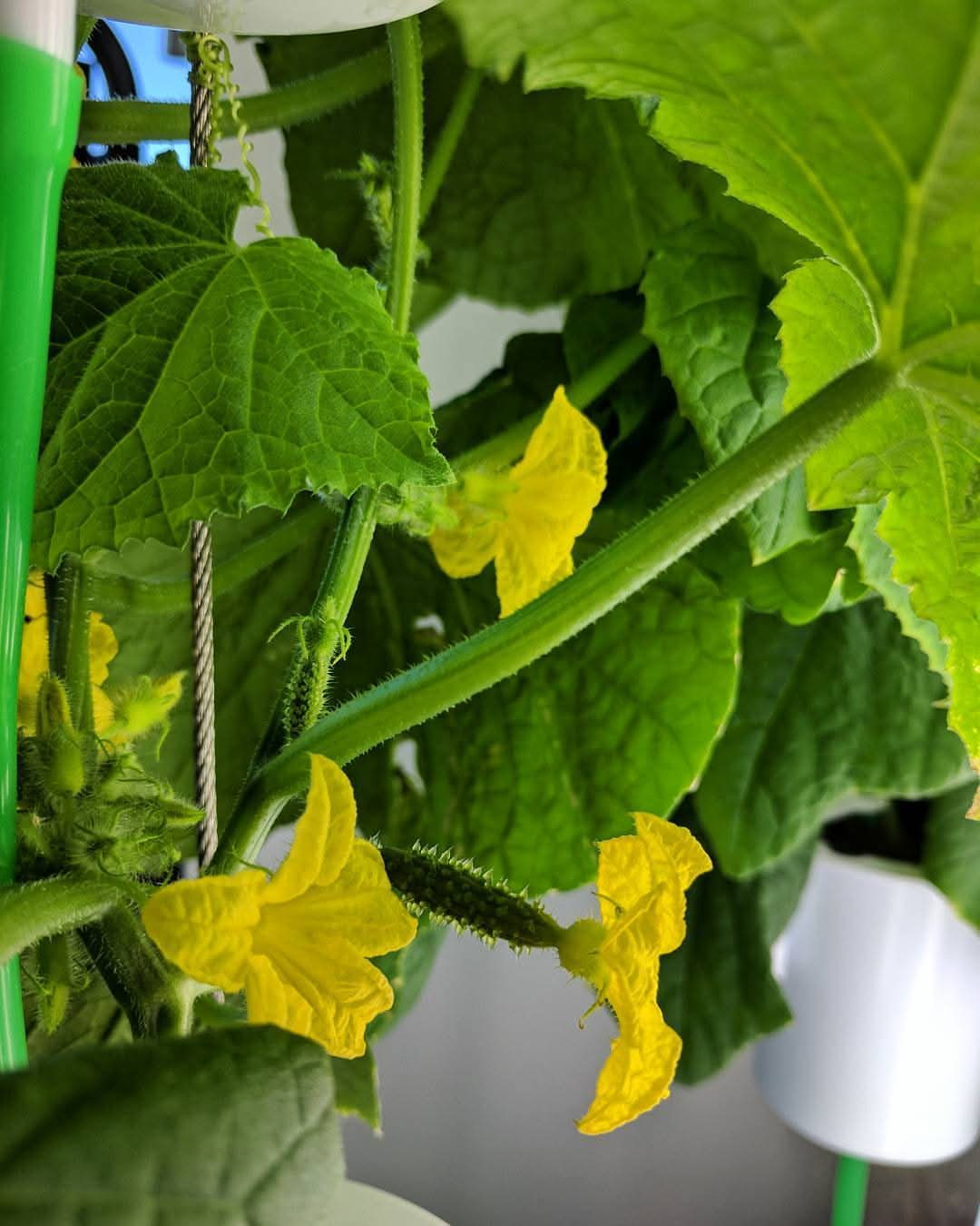 First Generation NutriTower Hydroponics Growing Tower - photo 4