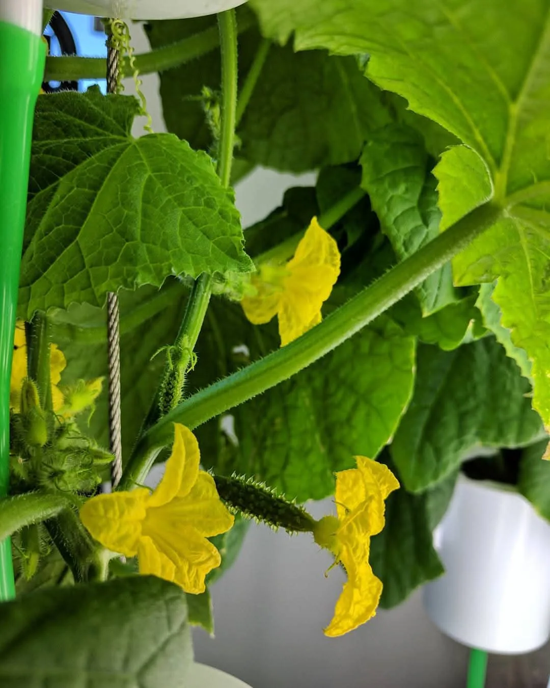 First Generation NutriTower Hydroponics Growing Tower image indicator(4)