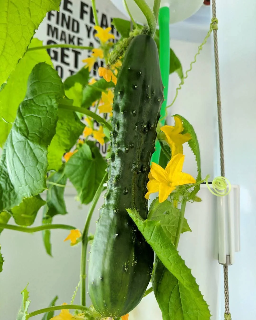 First Generation NutriTower Hydroponics Growing Tower image indicator(5)