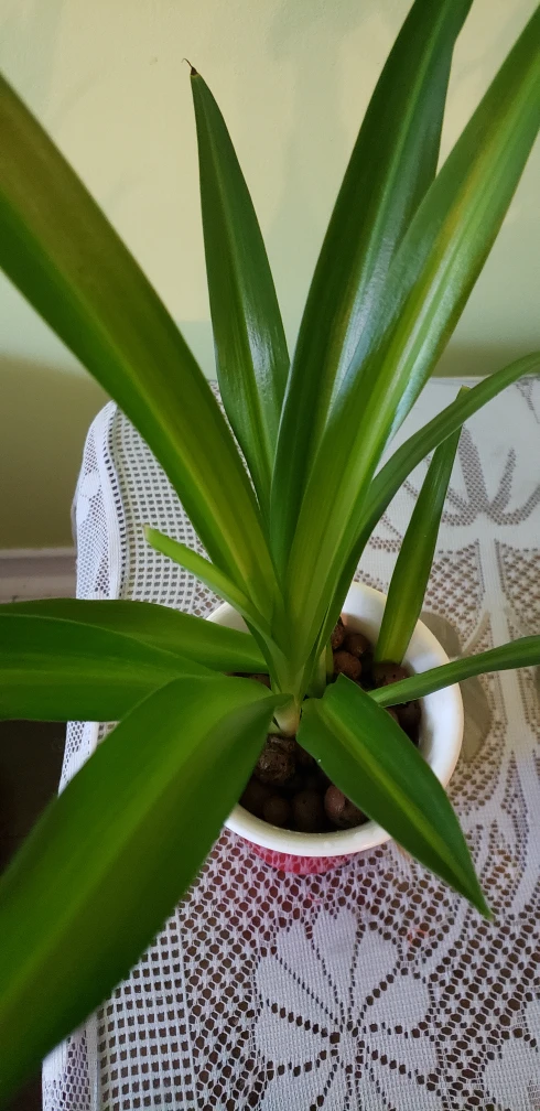 spider plants - photo 2