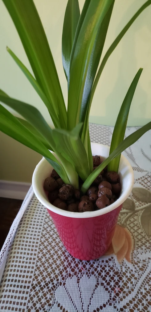 spider plants - photo 3