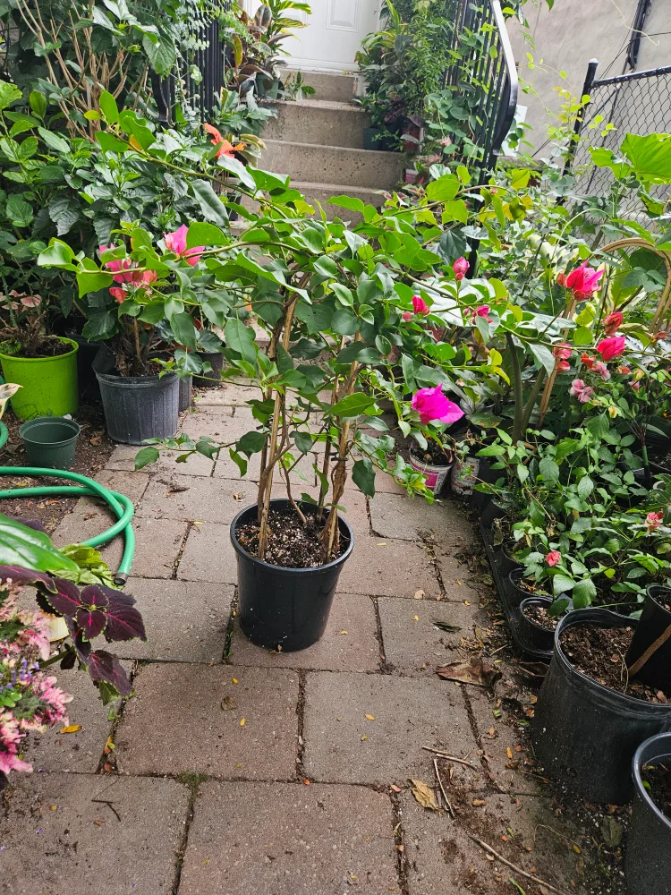 Potted Bougainvillea Plant image indicator(4)