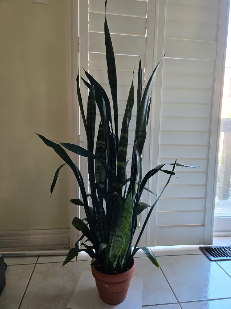 Snake plant thumbnail
