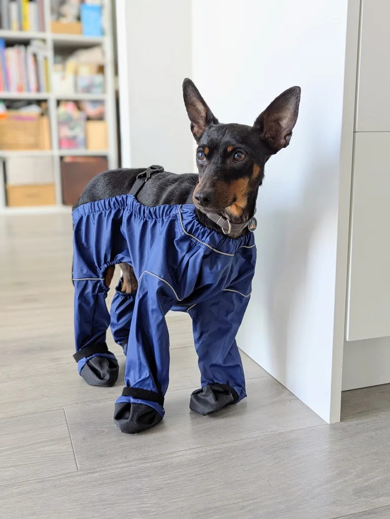 Dog Rain Pants thumbnail
