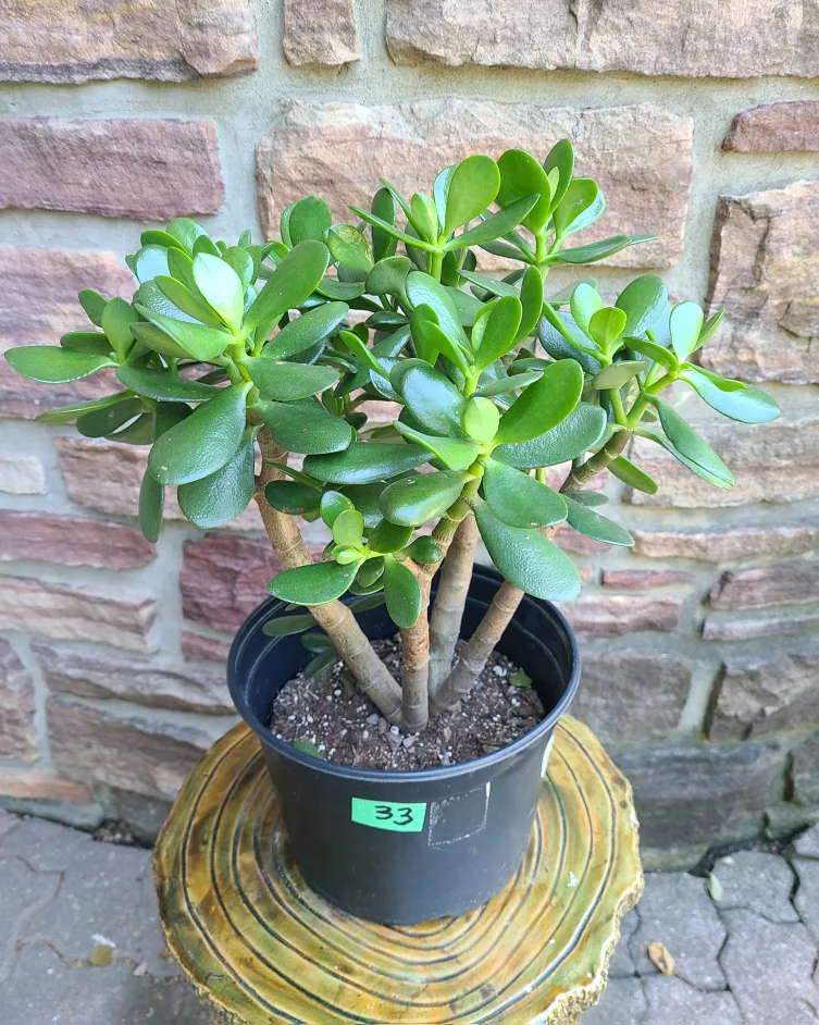 Jade Plant #33 image indicator(2)