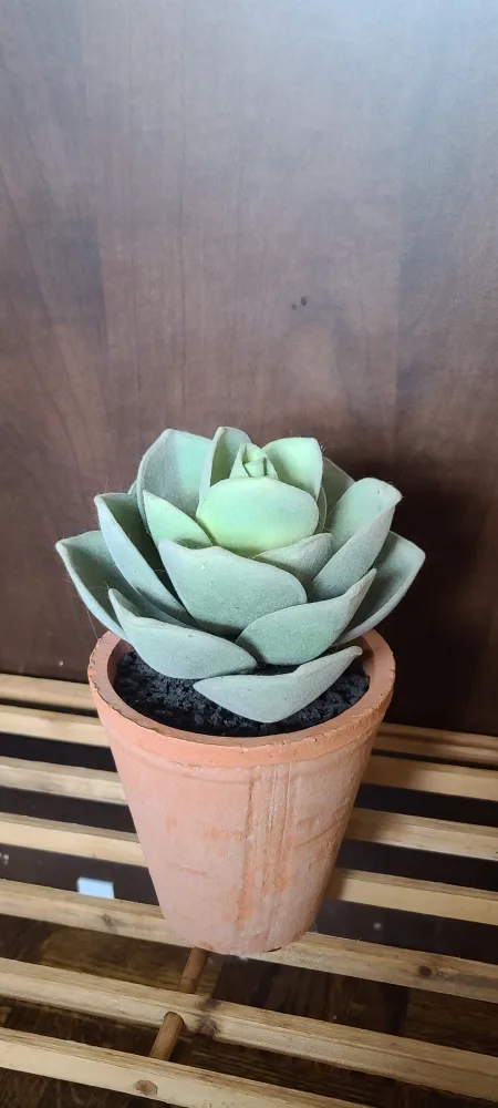 Potted Succulent Plant thumbnail