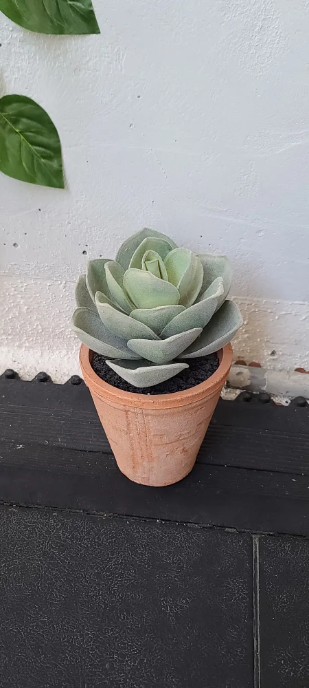 Artificial Succulent Plant image indicator(2)