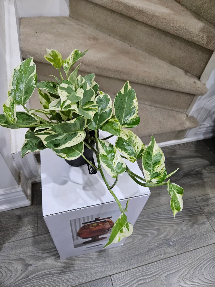 🥕Pothos Plant in Pot🥕 thumbnail