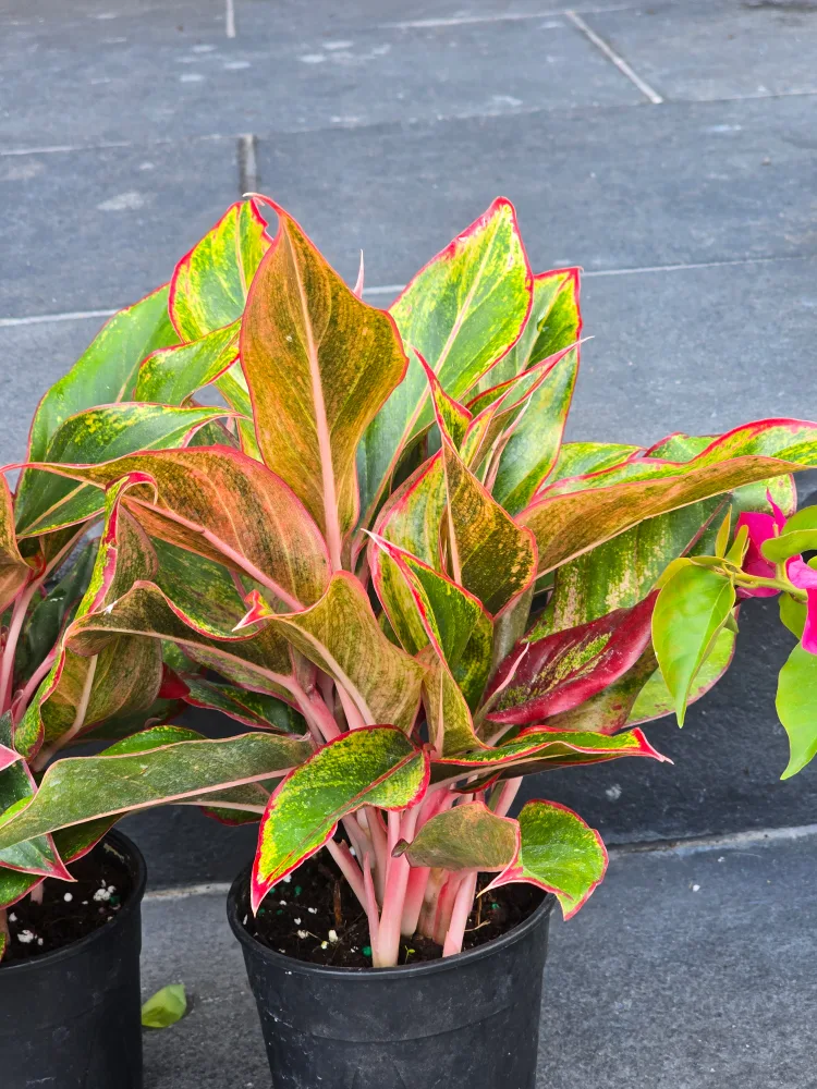 Aglaonema Plant image indicator(3)