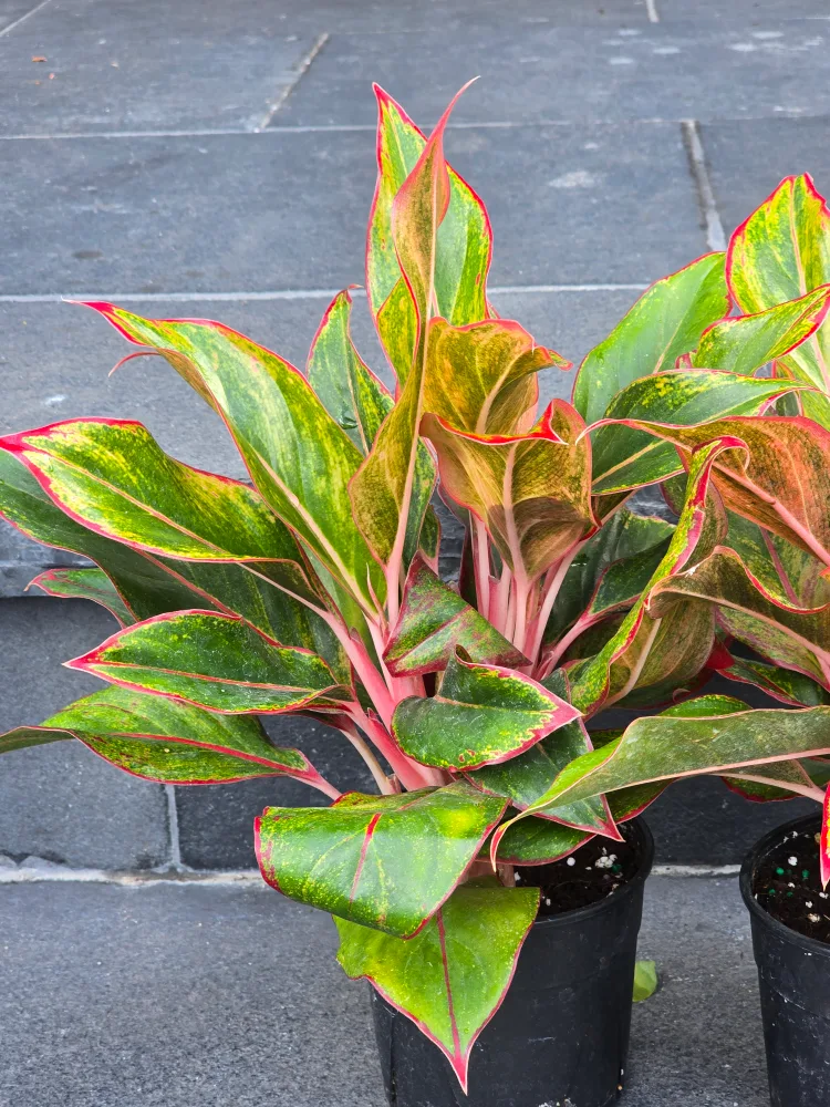 Aglaonema Plant image indicator(4)