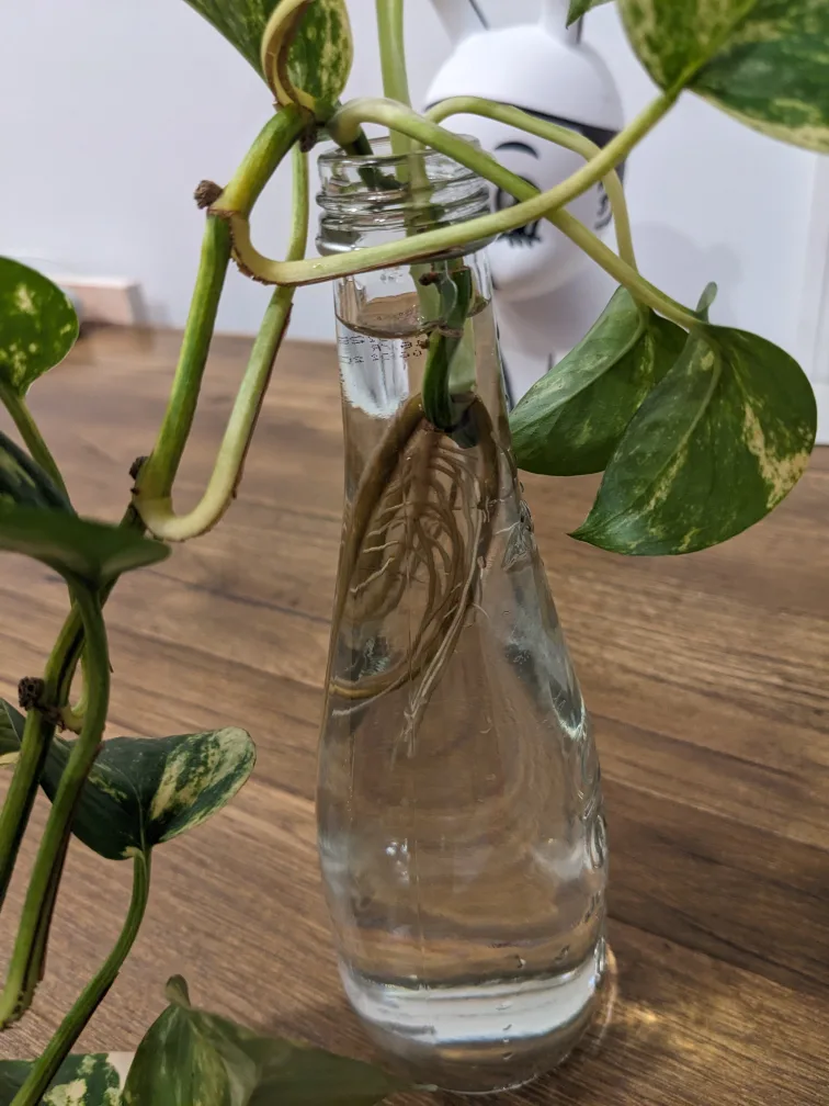 Pothos plant in glass bottle image indicator(2)