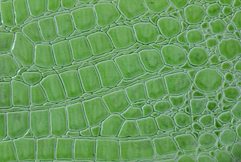 Lime Green Alligator Print Wallet image indicator(3)