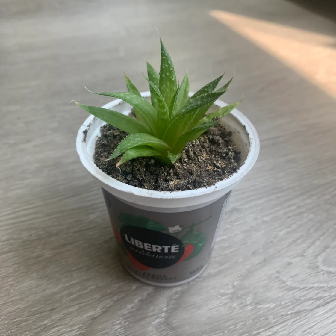 Succulent image indicator(3)