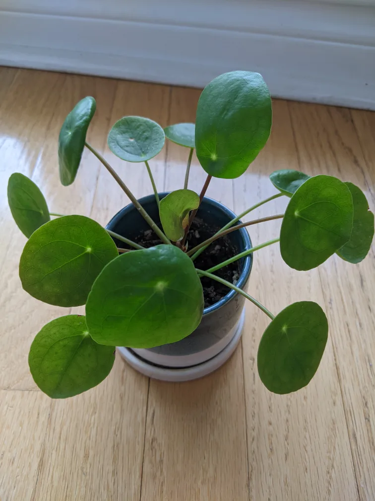 Pilea peperomioides Plant - POT EXCLUDED thumbnail