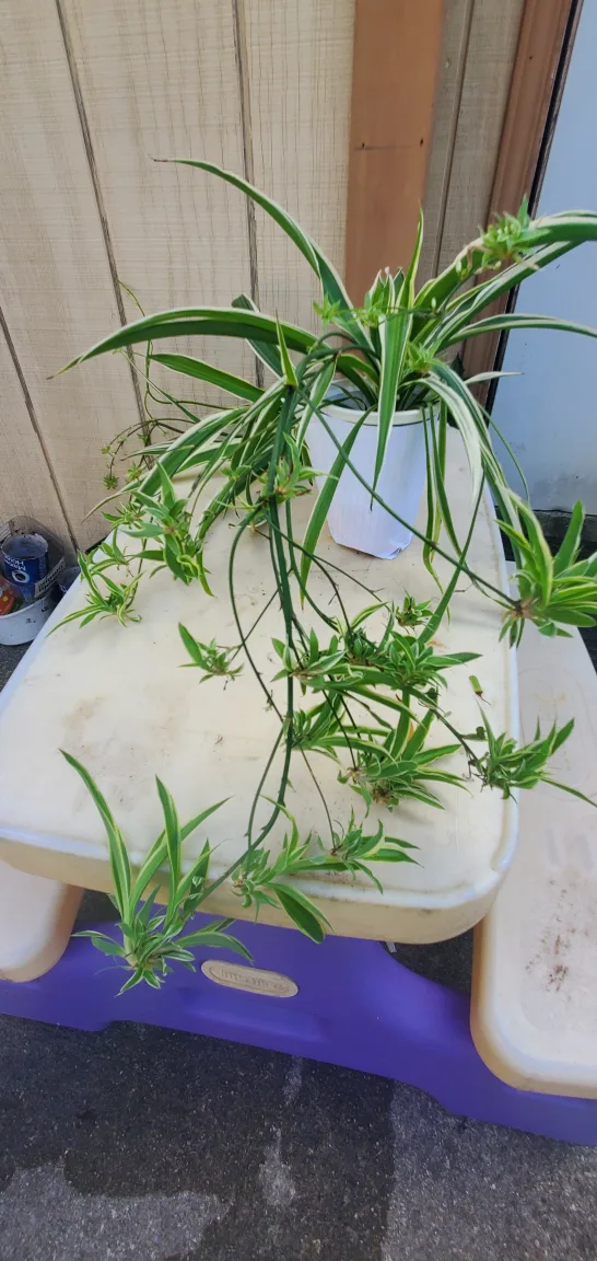 Spider Plant image indicator(2)