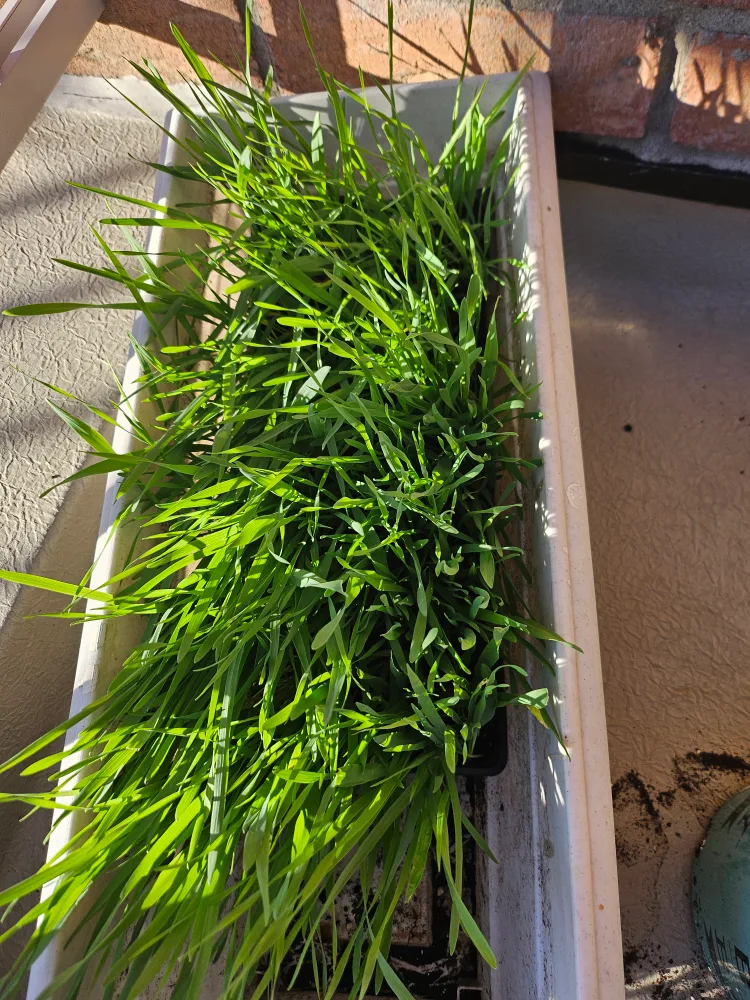 Fresh Cat Grass Plants image indicator(2)