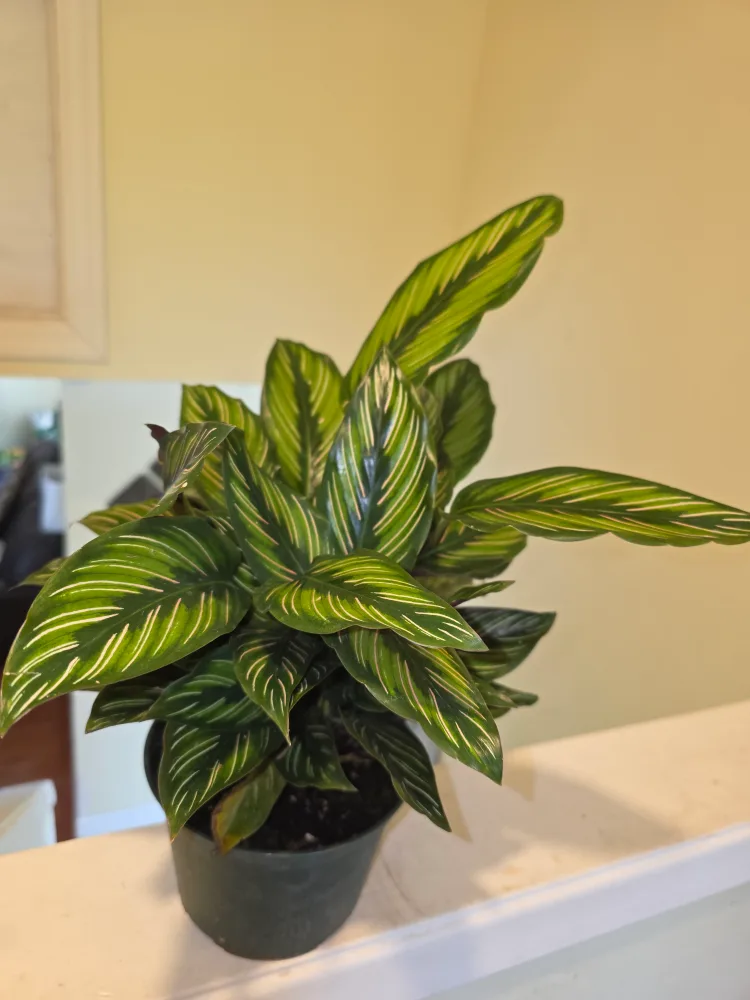 Calathea Beauty Star thumbnail