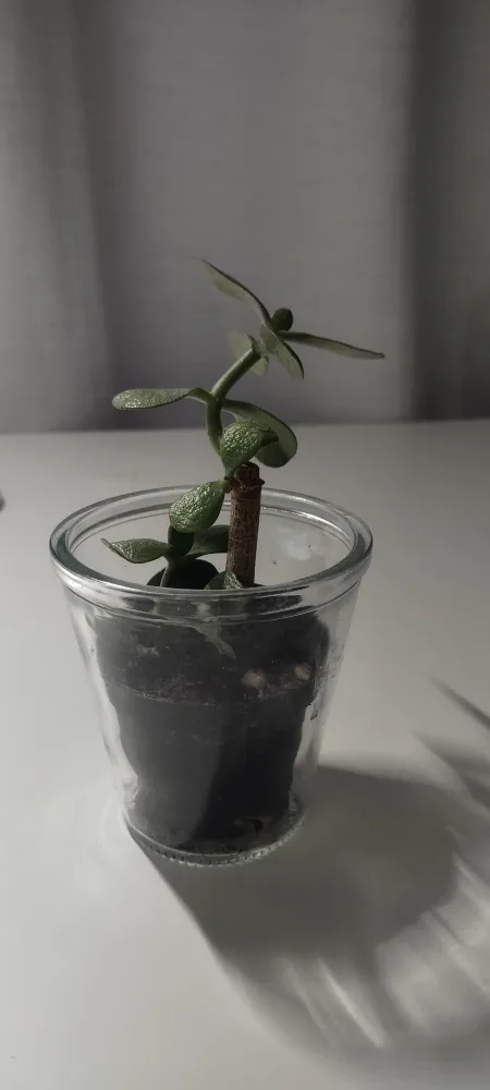 Small Jade Plant in Glass Pot thumbnail
