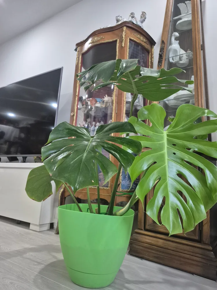 Monstera Plant in Green Pot image indicator(2)