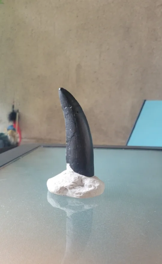 T-Rex Tooth Fossil Replica thumbnail