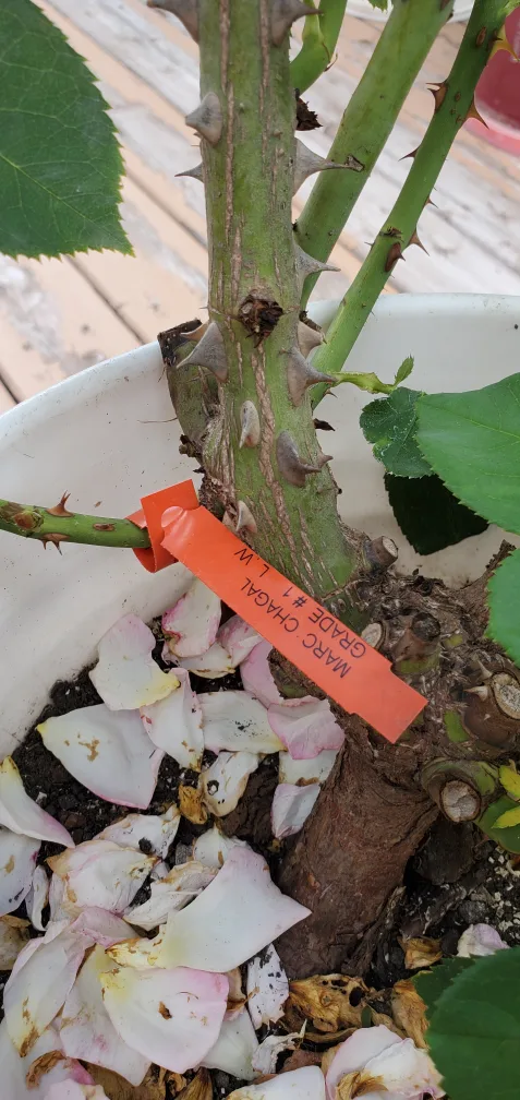 Marc Chagall image indicator(4)