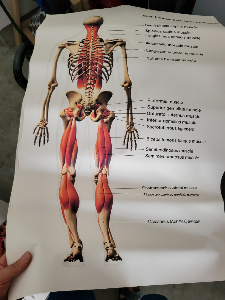 Anatomical Poster - Deep Intrinsic Back Network Muscles