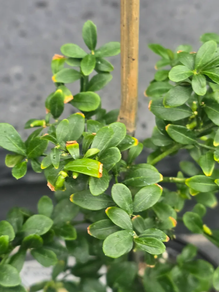 Australian Finger Lime Plant image indicator(2)