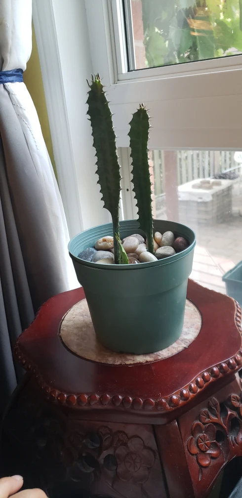 Variegated Euphorbia Triqona African Milk Tree - photo 2