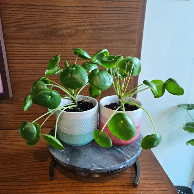Pair of Pilea (Chinese Money Plants) with pots! 🪴 thumbnail